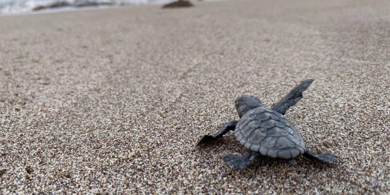 Kaplumbağa yuvası Akdeniz sahillerine gece giriş yasaklandı: Cezası 387 bin TL